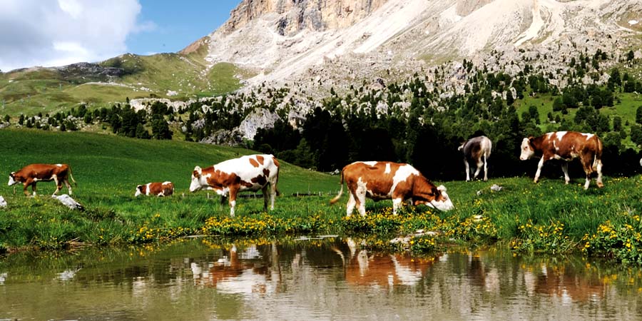 Apps, CDs, DVDs und Downloads